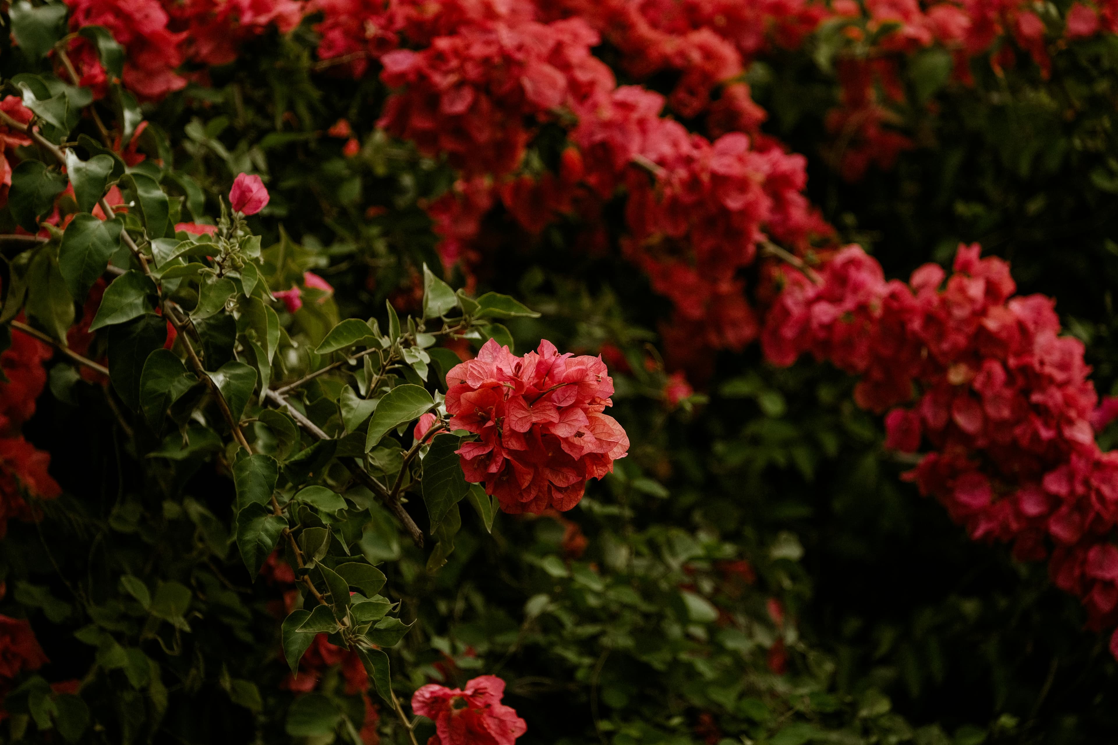 Bougainvillier