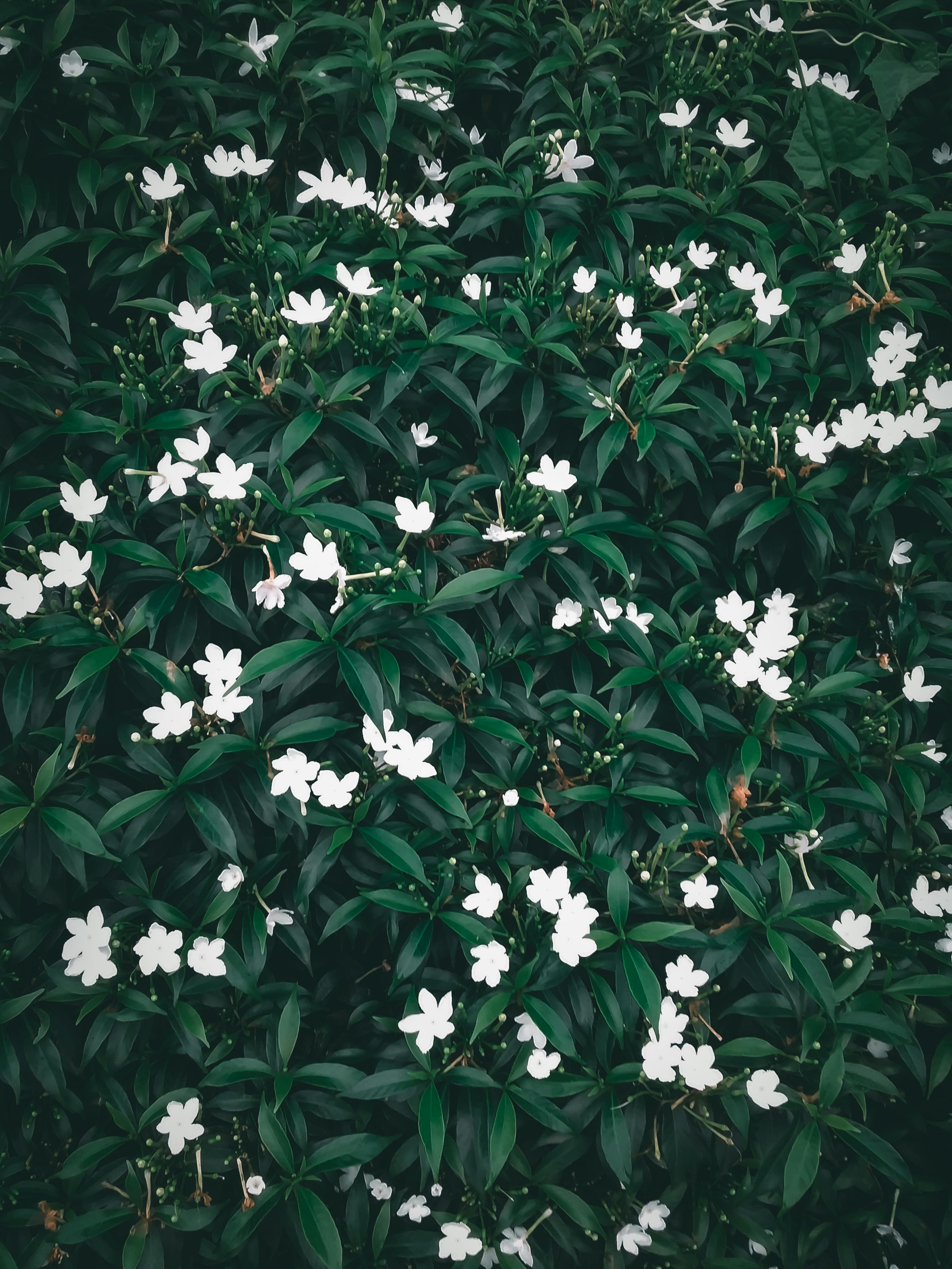 Jasmin