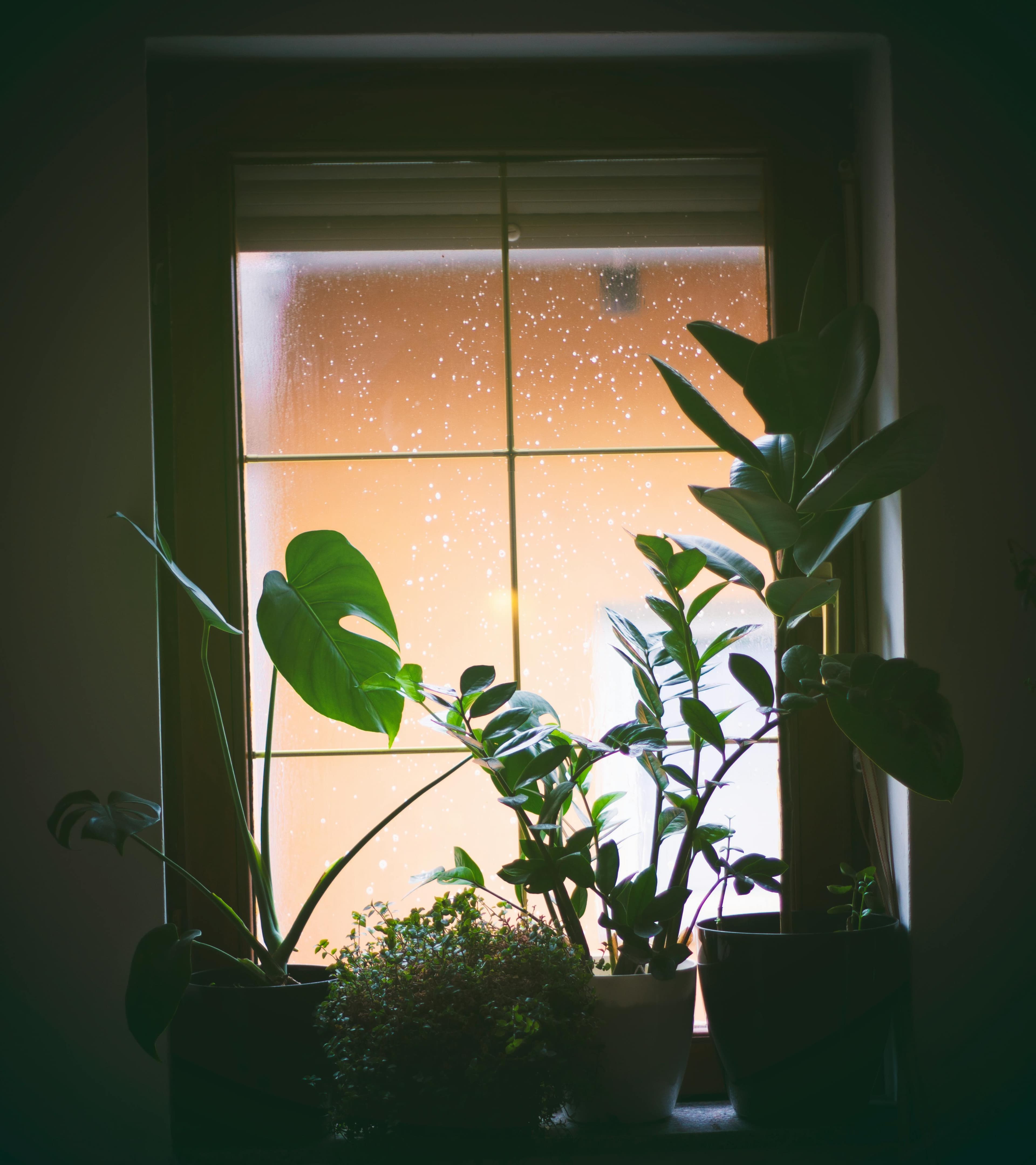 Ficus