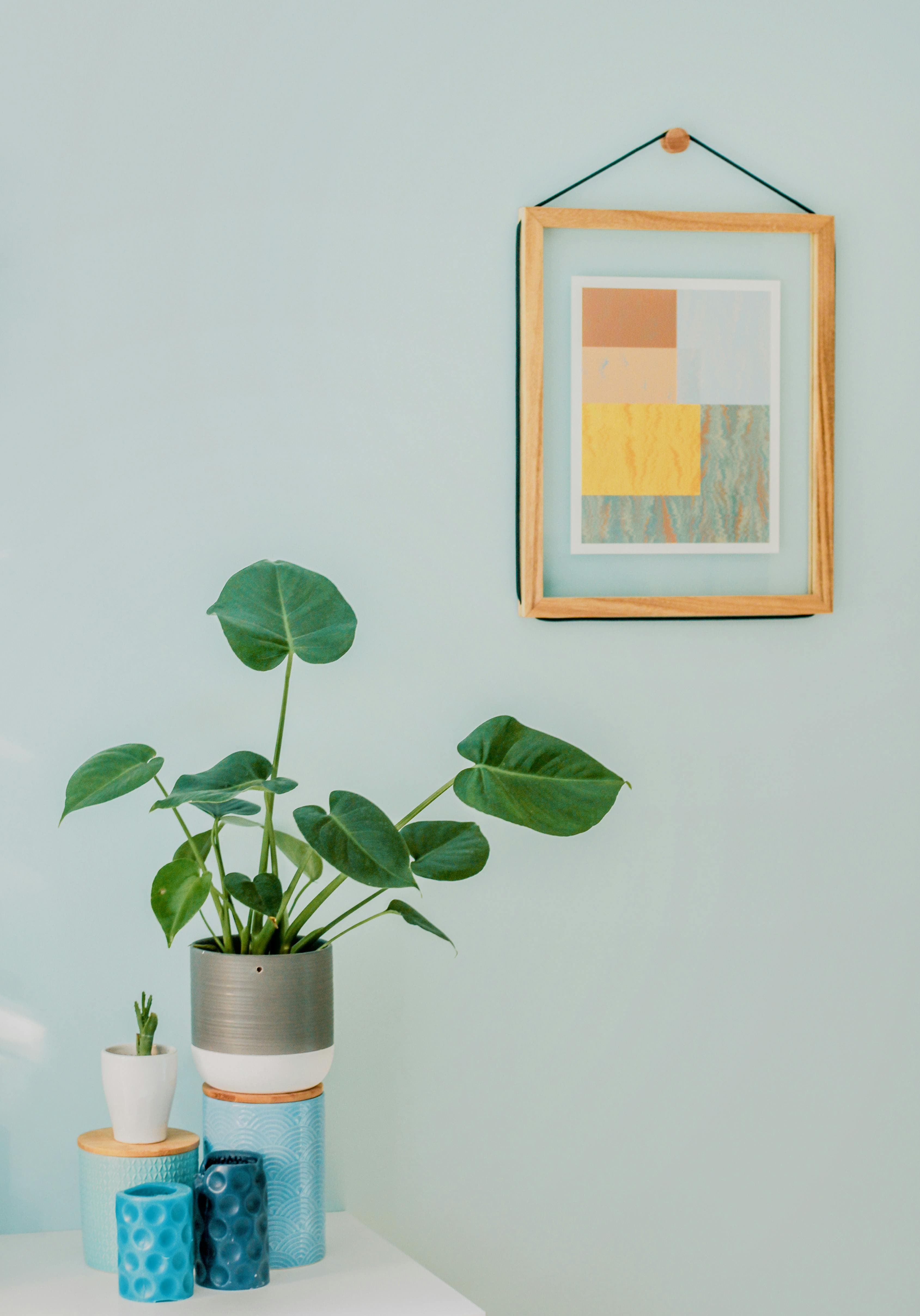 Monstera